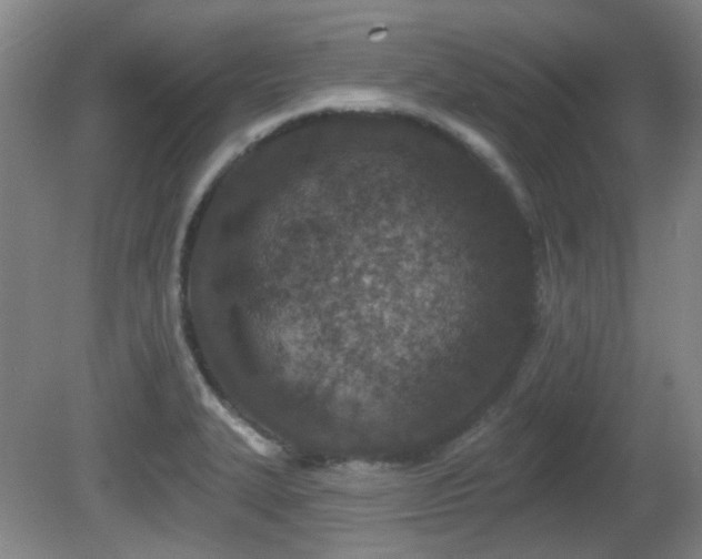 X0000081581327200701151233