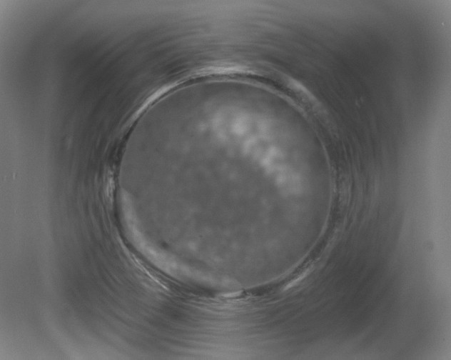 X0000081581361200701151232