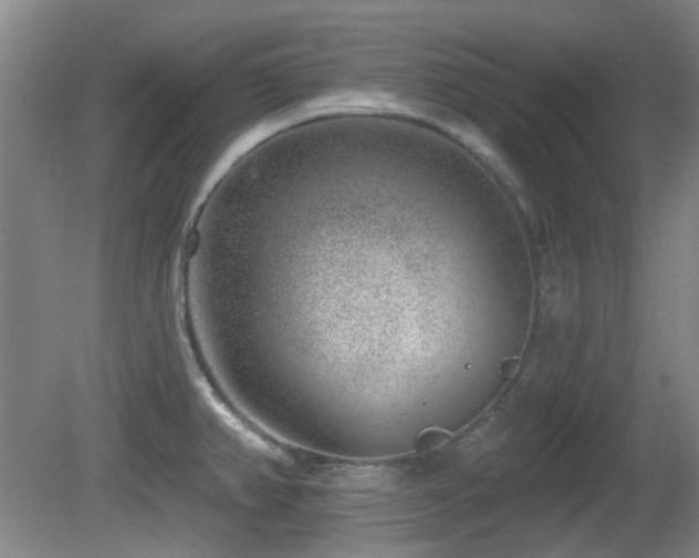 X0000081581382200701151231