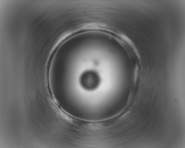 X0000081581384200701151231