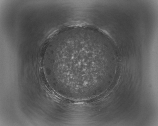 X0000081581399200701151231