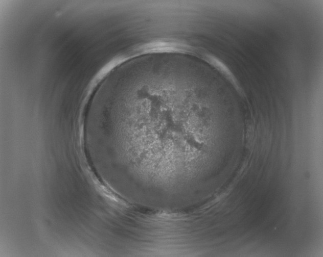 X0000081581419200701151231