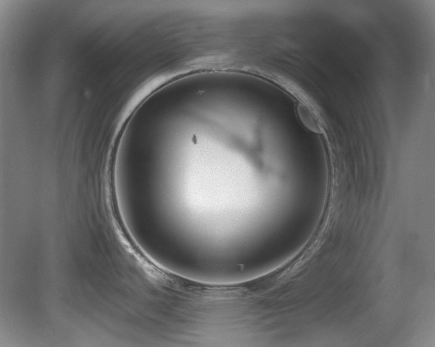 X0000081581440200701151231