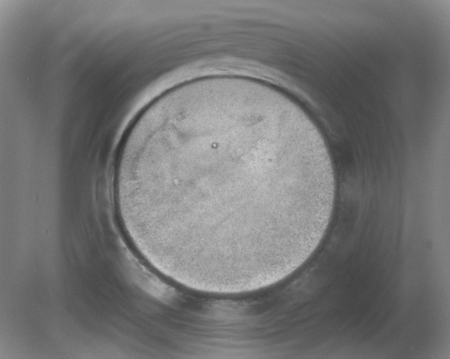 X0000081581514200701151229