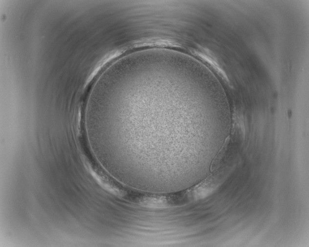 X0000081580110200701221038