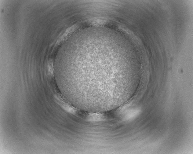 X0000081580240200701221036