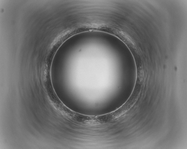 X0000081580544200701221030