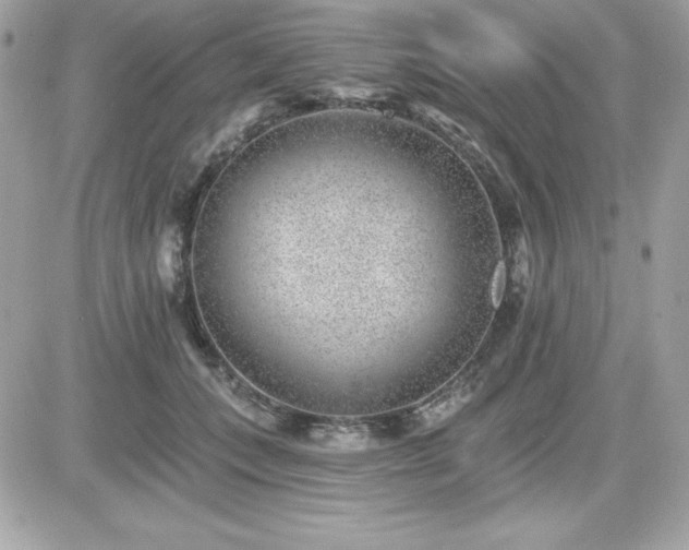 X0000081580559200701221031