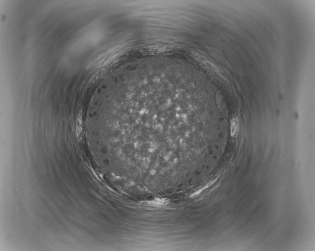 X0000081581011200701221022
