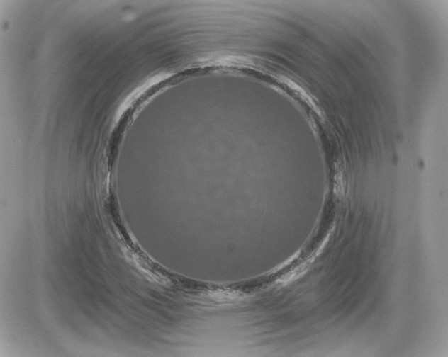 X0000081581117200701221021