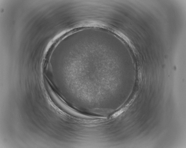 X0000081581120200701221021