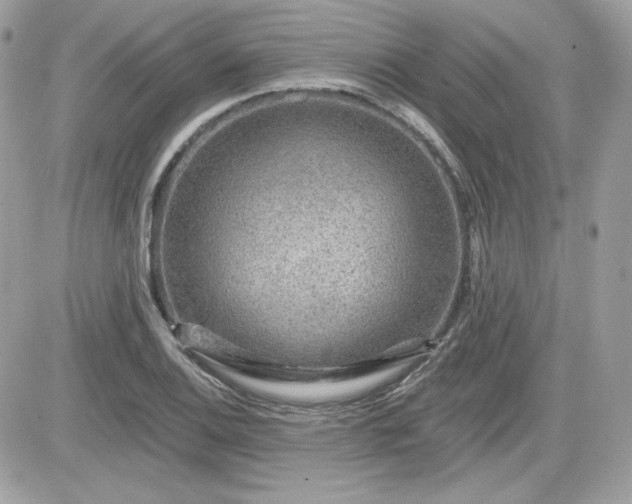 X0000081581124200701221021