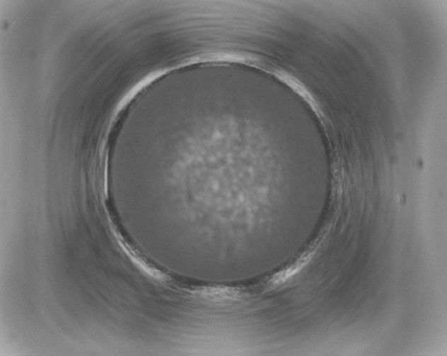 X0000081581127200701221021