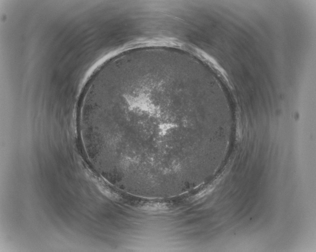 X0000081581174200701221020