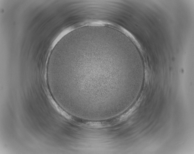 X0000081581194200701221020
