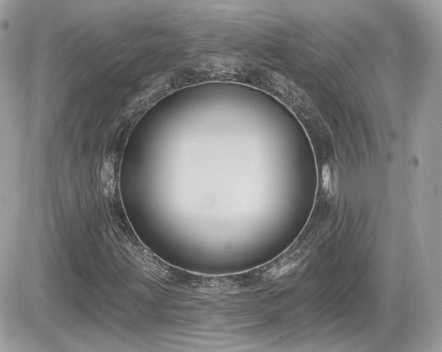X0000081581203200701221019