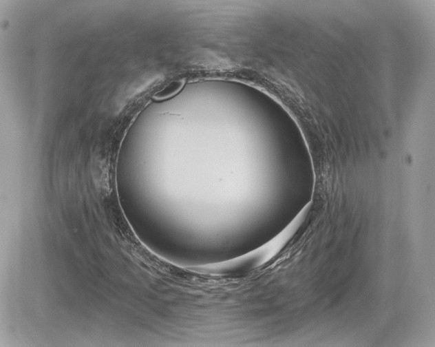 X0000081581205200701221019