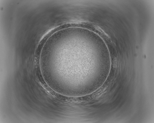 X0000081581208200701221019