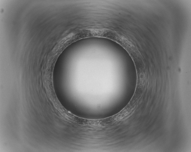 X0000081581249200701221019