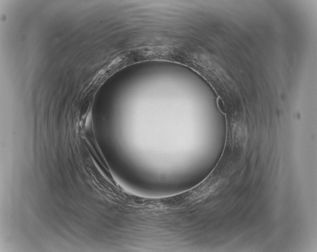 X0000081581250200701221019