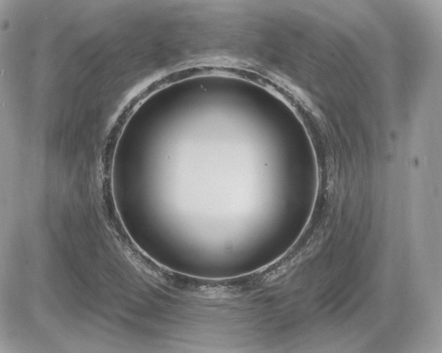X0000081581264200701221019