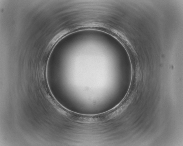 X0000081581273200701221019