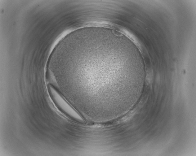 X0000081581283200701221019