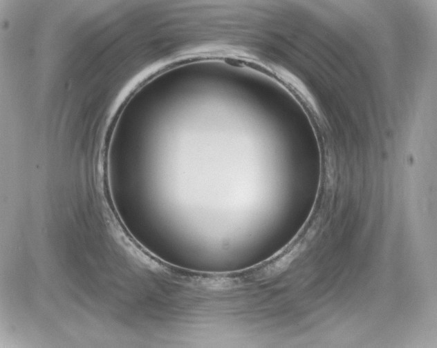 X0000081581288200701221019