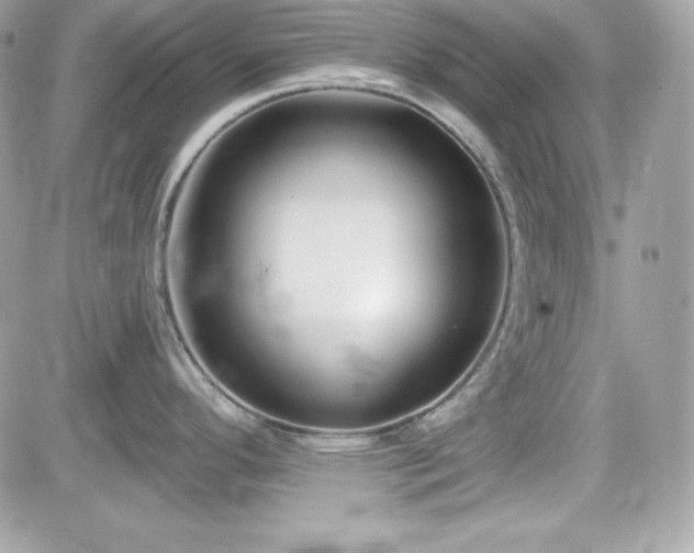 X0000081581296200701221018