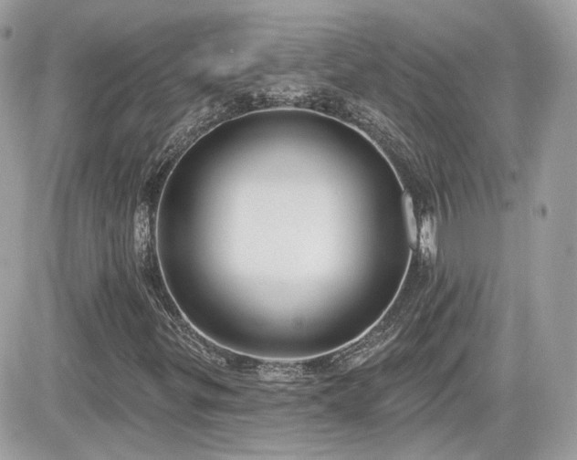 X0000081581299200701221018