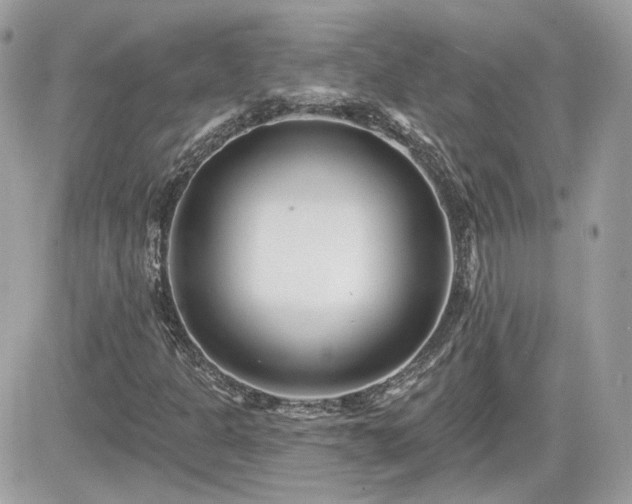 X0000081581301200701221018