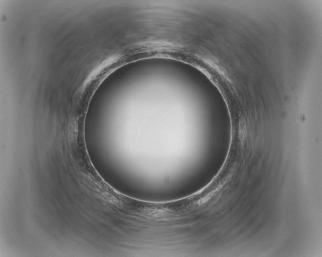 X0000081581309200701221018
