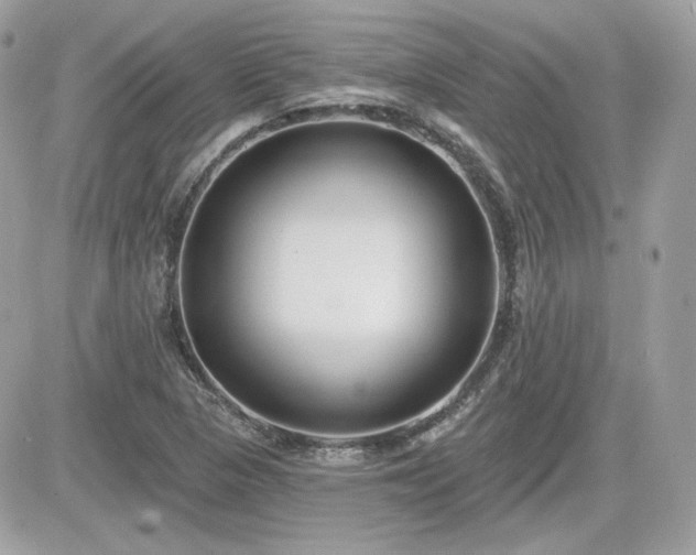 X0000081581313200701221018