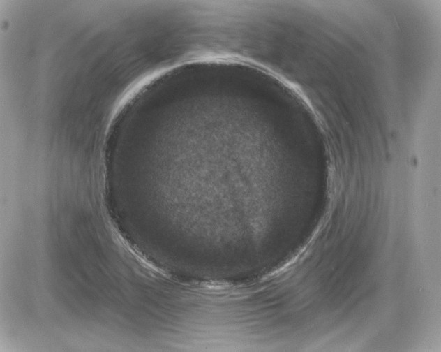 X0000081581319200701221018