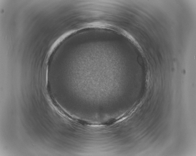 X0000081581323200701221018