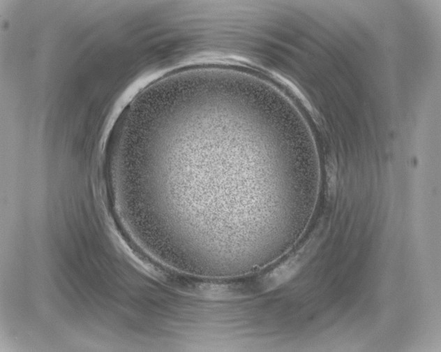 X0000081581371200701221017