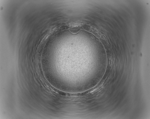 X0000081581393200701221016