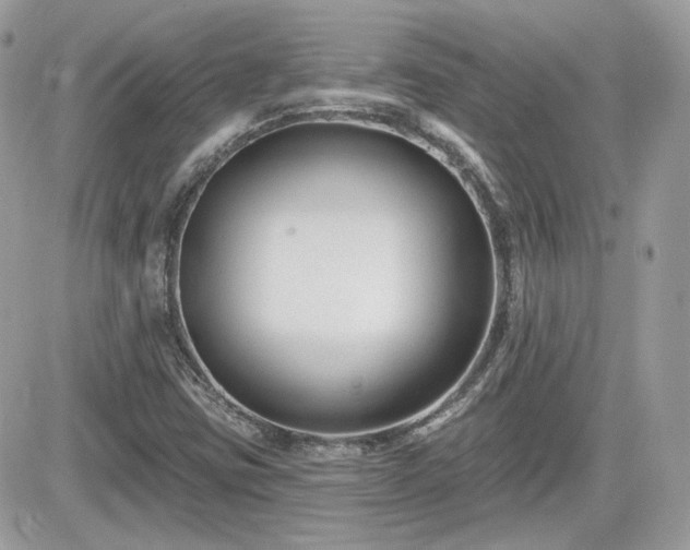 X0000081581403200701221016