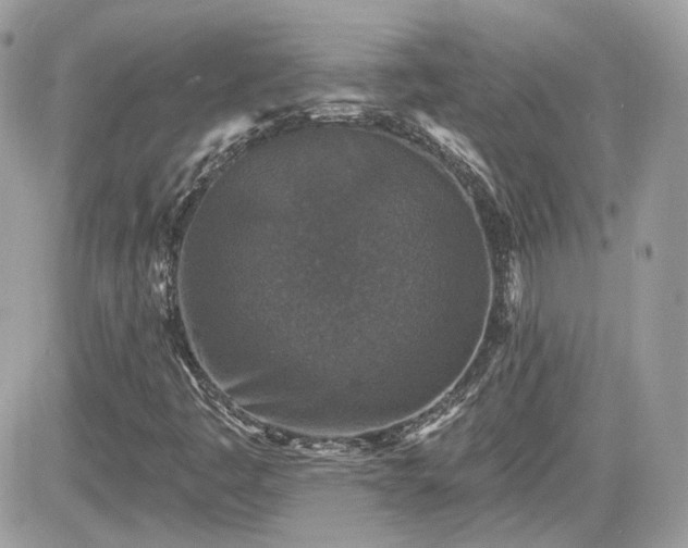 X0000081581445200701221016