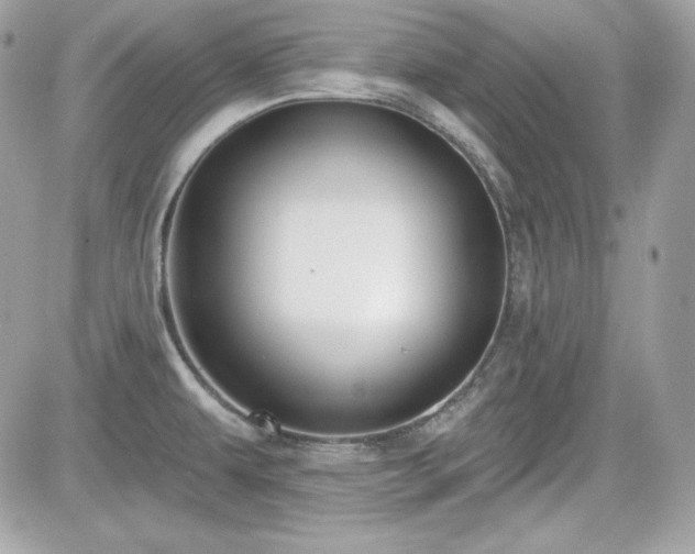 X0000081581479200701221016