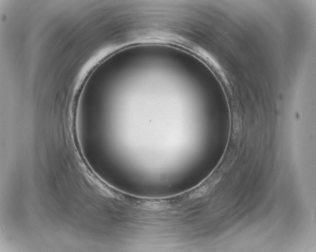 X0000081581480200701221015