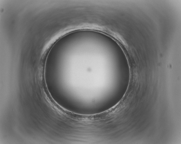 X0000081581504200701221015