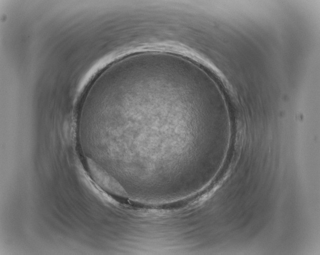 X0000081581506200701221015