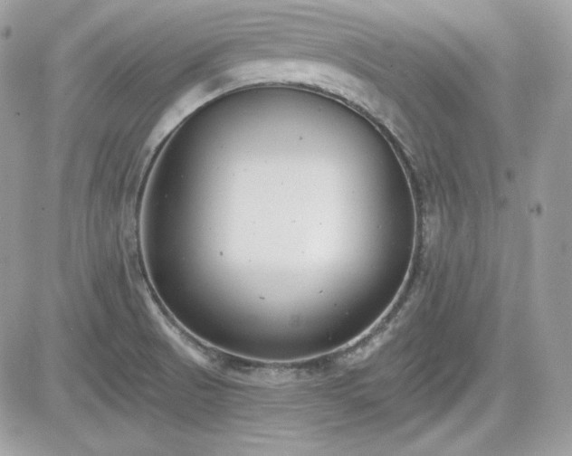 X0000081581521200701221015