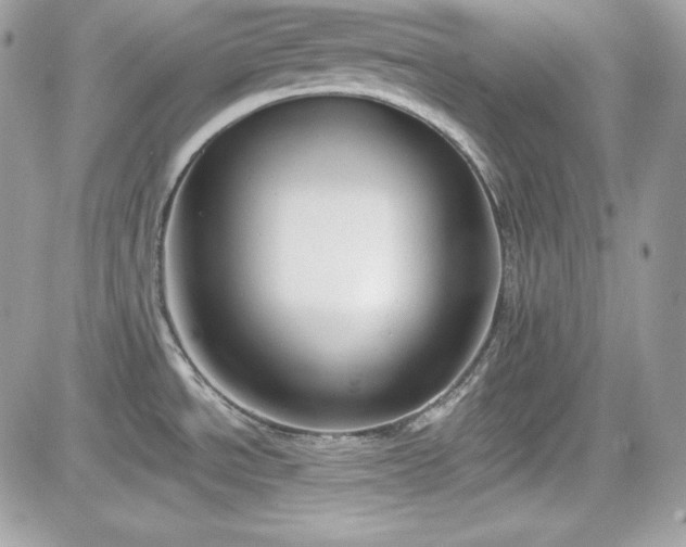 X0000081581534200701221015