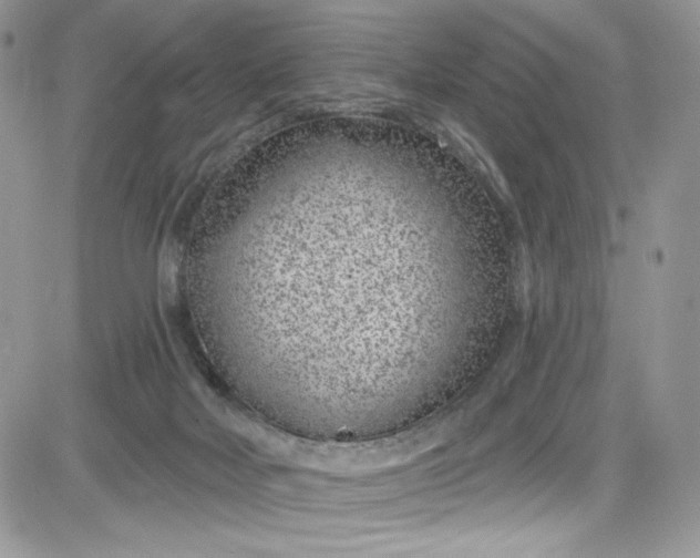 X0000081580026200701291251