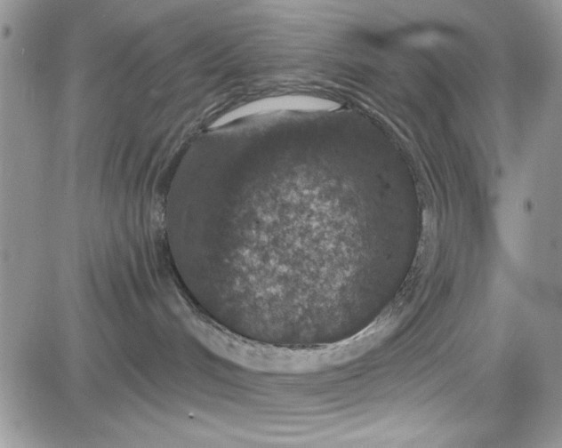 X0000081580048200701291251