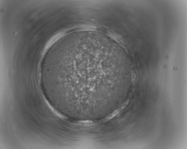 X0000081580053200701291250