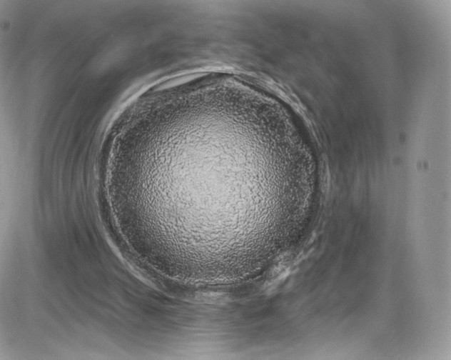 X0000081580055200701291250