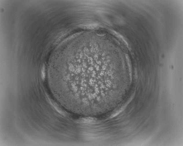 X0000081580069200701291250